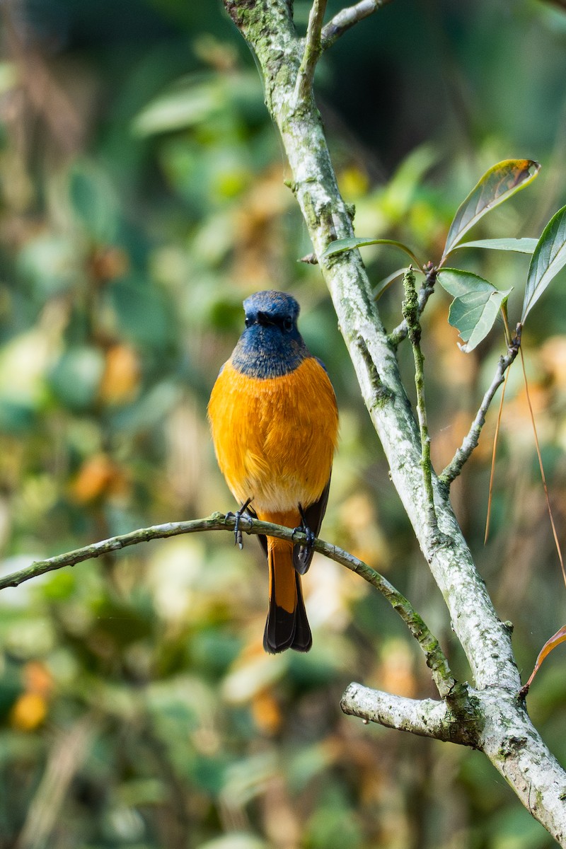 Горихвістка синьолоба - ML646039042