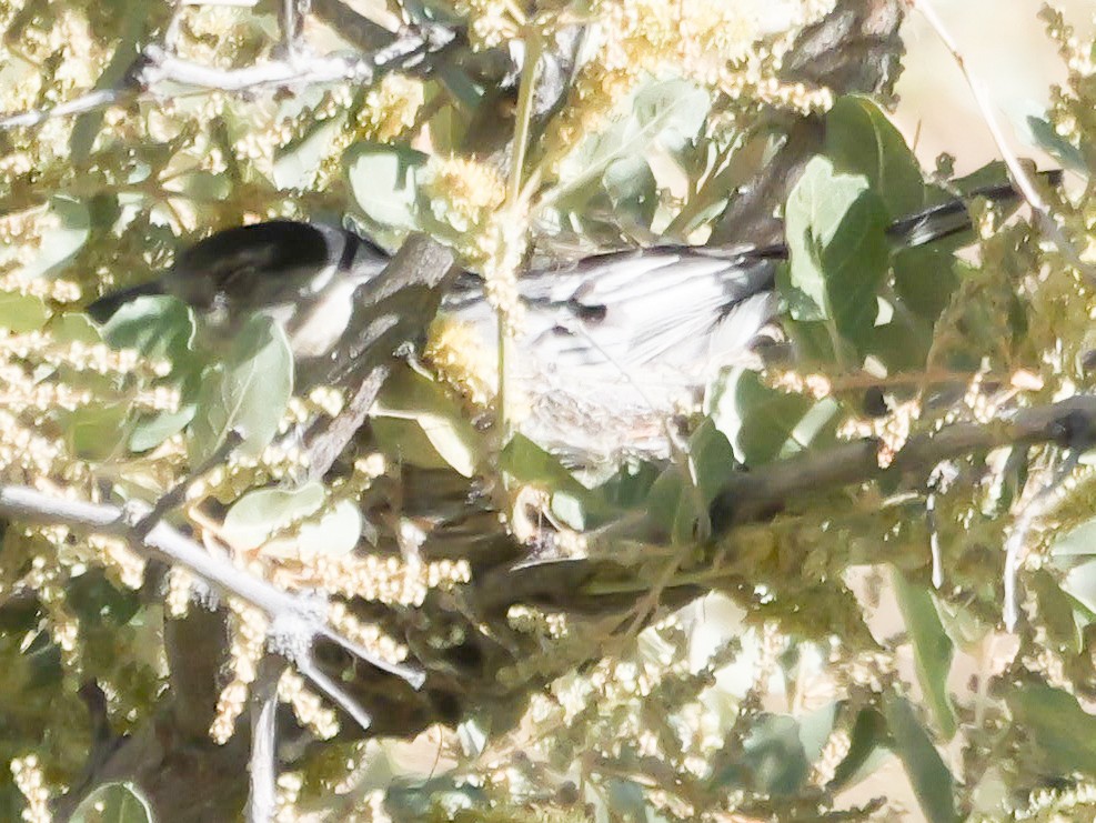 Black-backed Puffback (White-winged) - ML646039044
