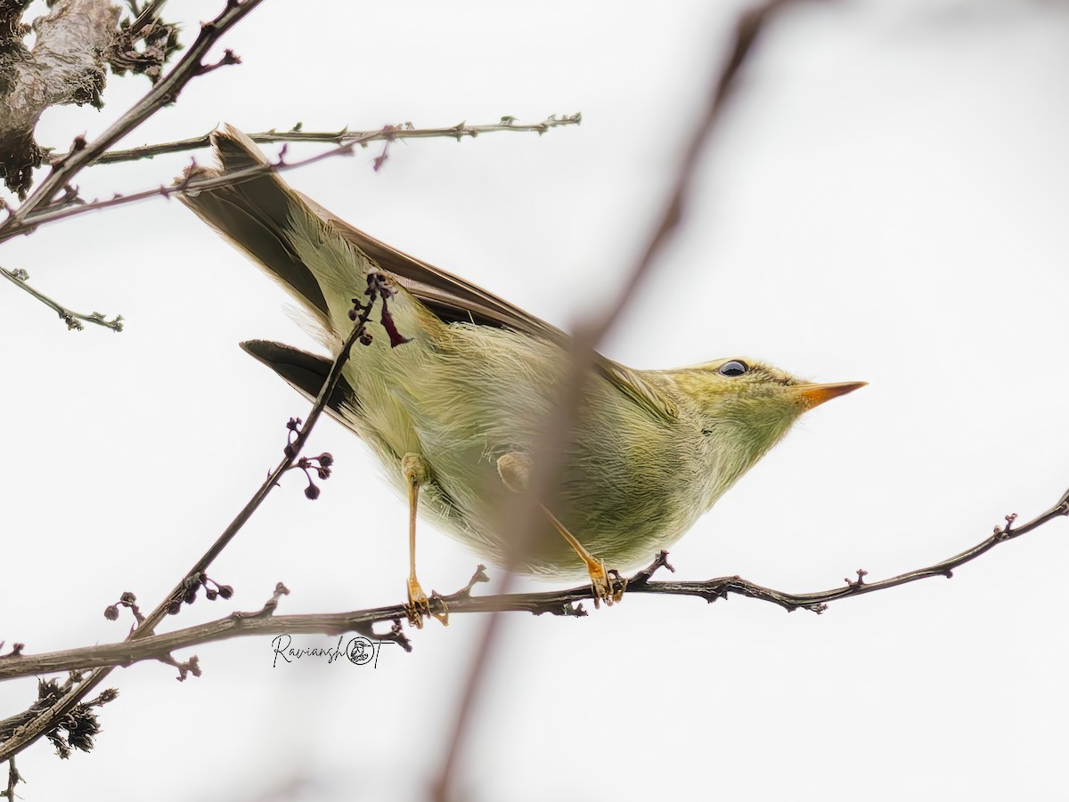 Вівчарик шелюговий - ML646039045