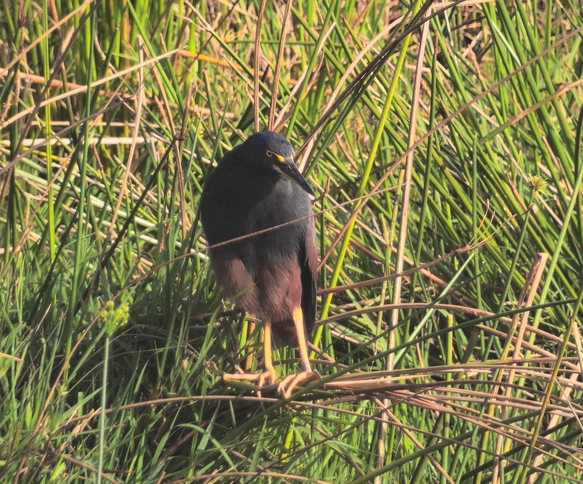 Чапля рудочерева - ML646039046