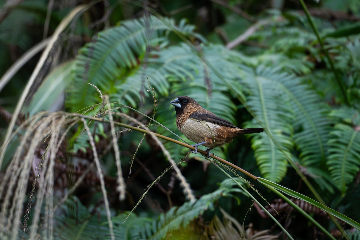 White-rumped Munia - ML646039047