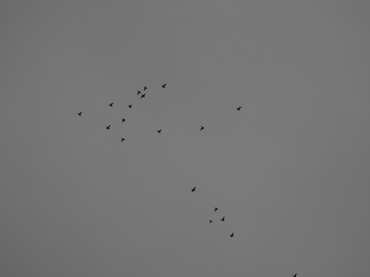 Крижень американський - ML646039048