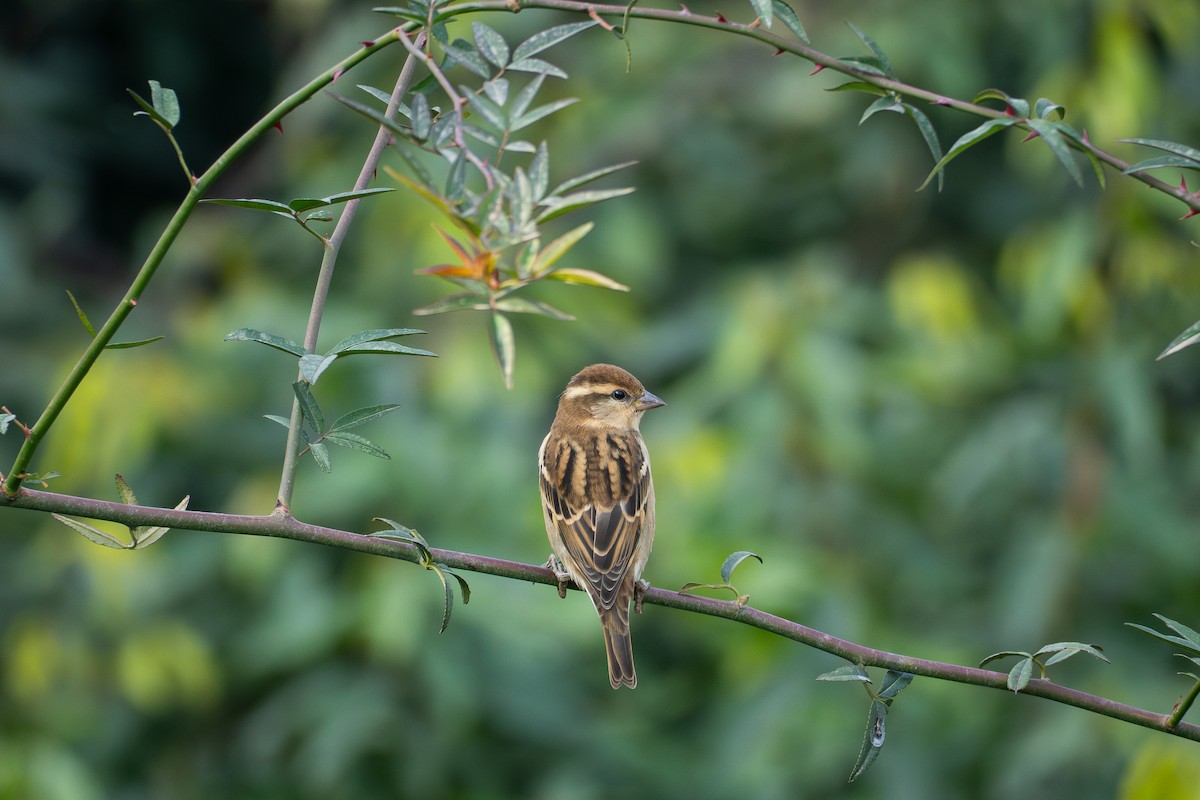 Горобець рудий - ML646039049