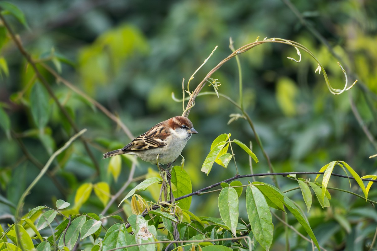 Russet Sparrow - ML646039050