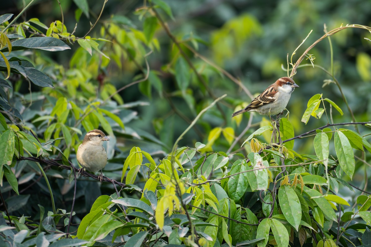 Russet Sparrow - ML646039051