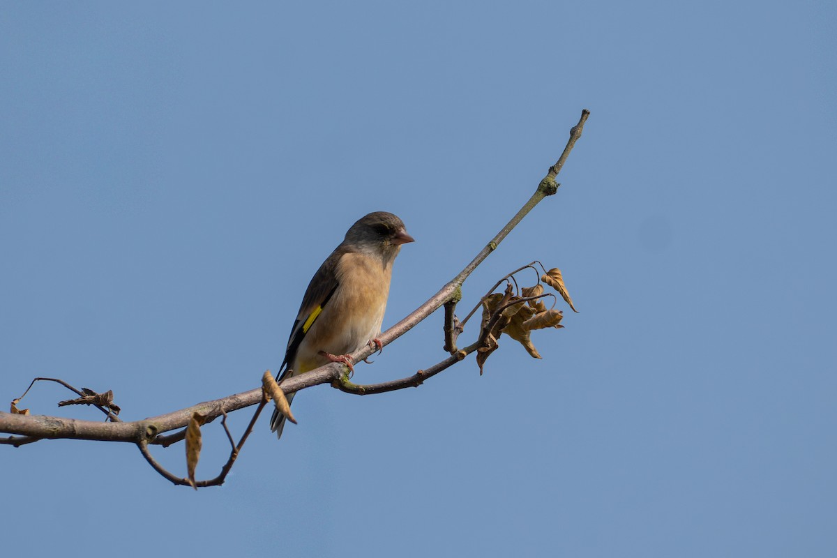 Oriental Greenfinch - ML646039052