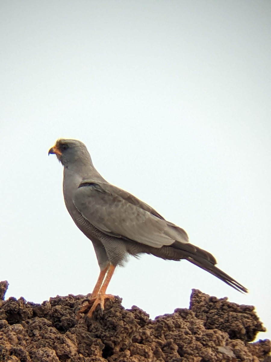 נץ קולני אפור - ML646039058