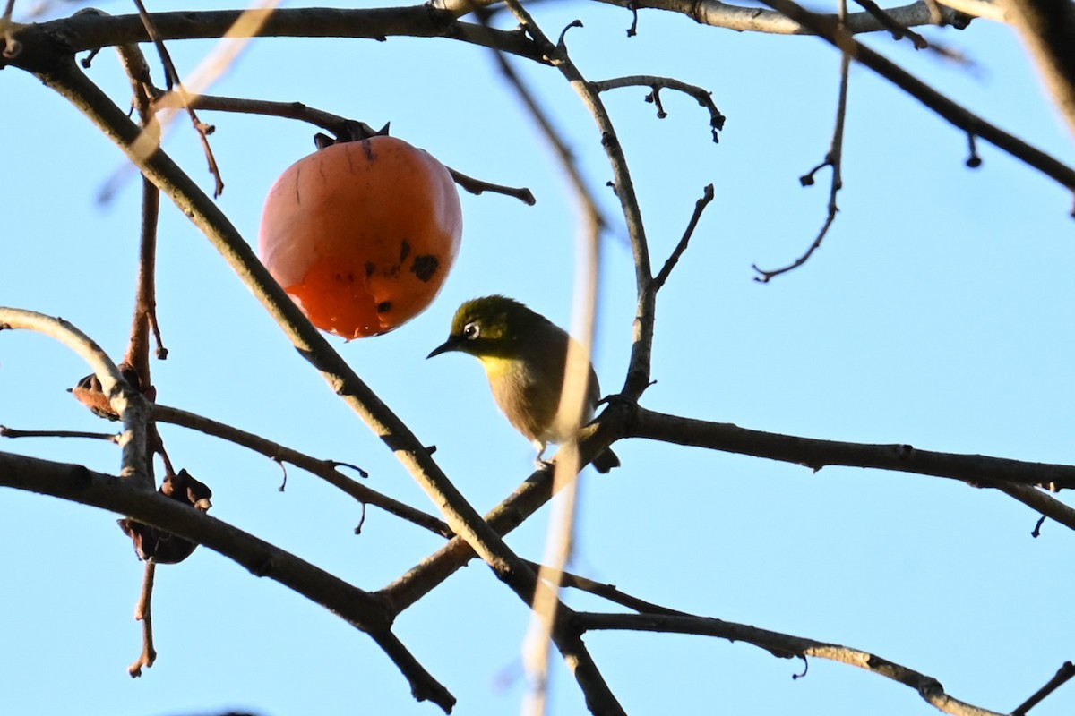 Anteojitos Japonés - ML646039067