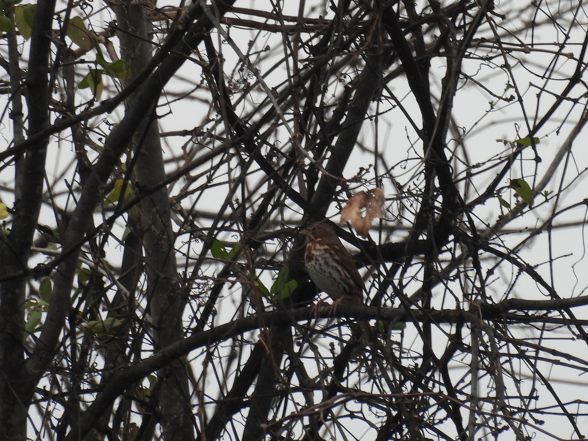 Fox Sparrow (Red) - ML646039070