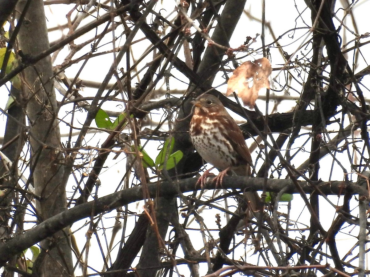Fox Sparrow (Red) - ML646039071