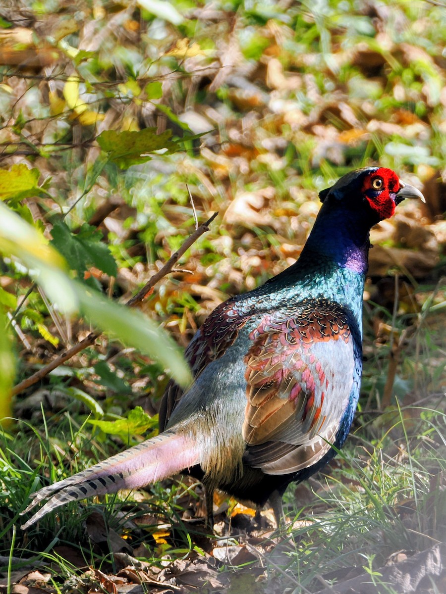 פסיון יפני - ML646039110