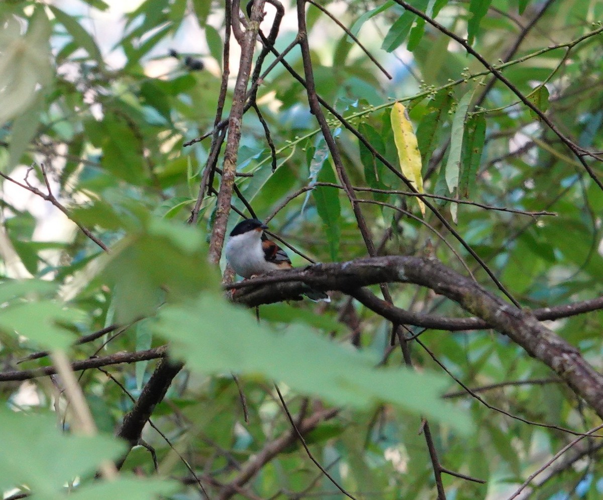 Rufous-backed Sibia (Rufous-backed) - ML646039113