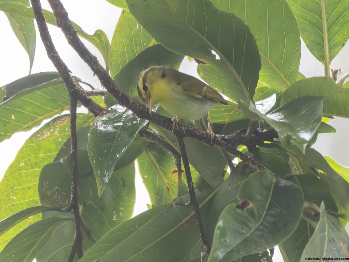 Pouillot chanteur - ML646039116