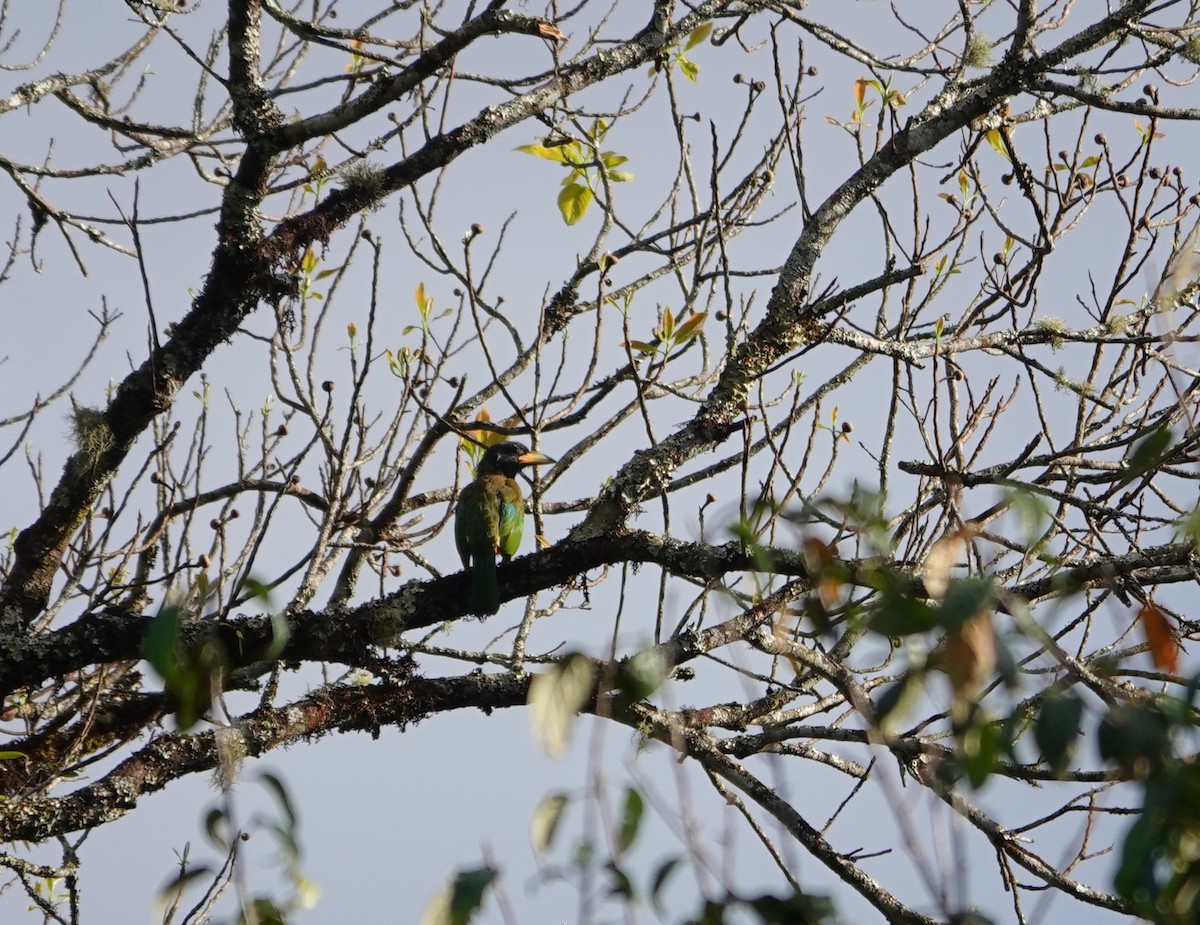 Great Barbet - ML646039118