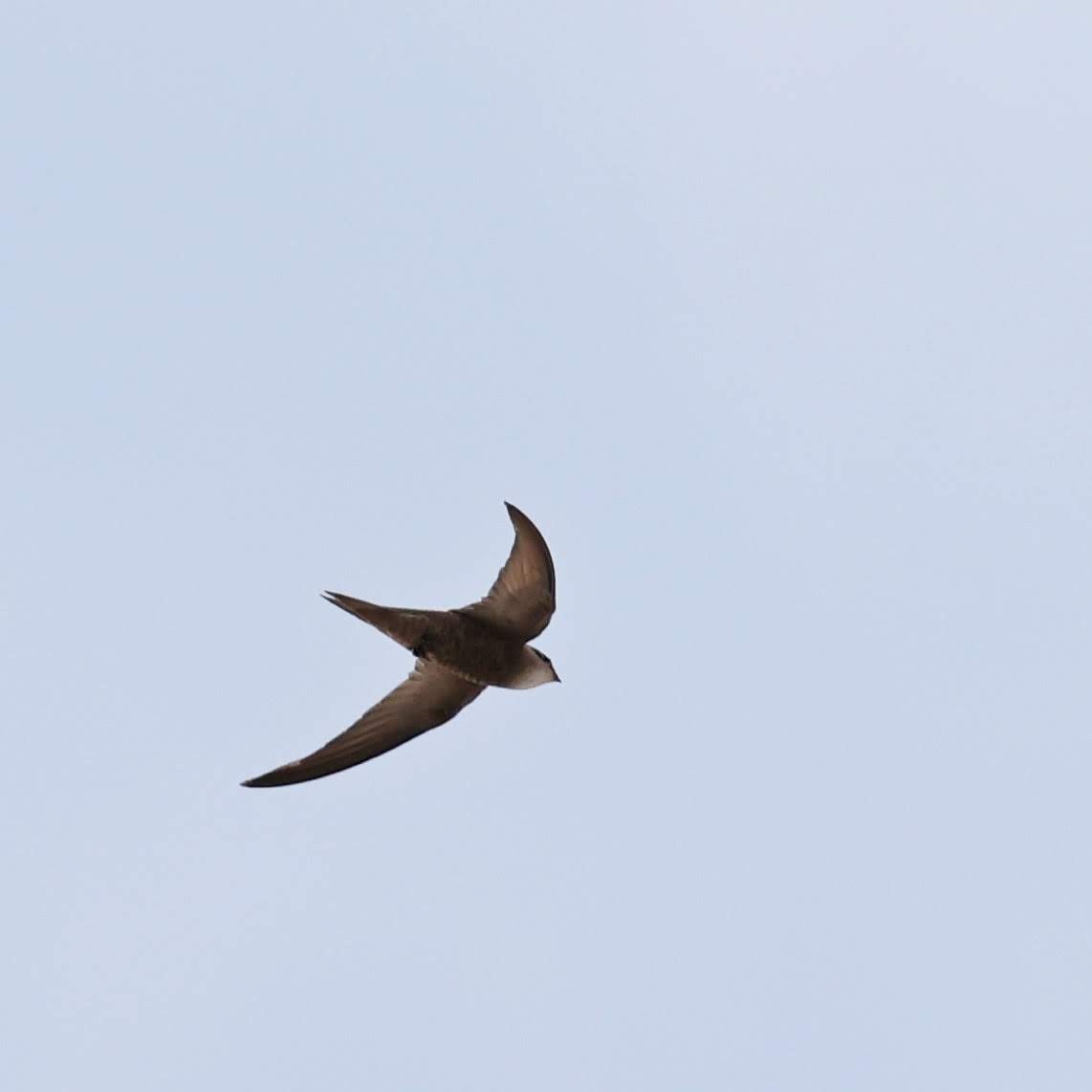 סיס חומות - ML646039140