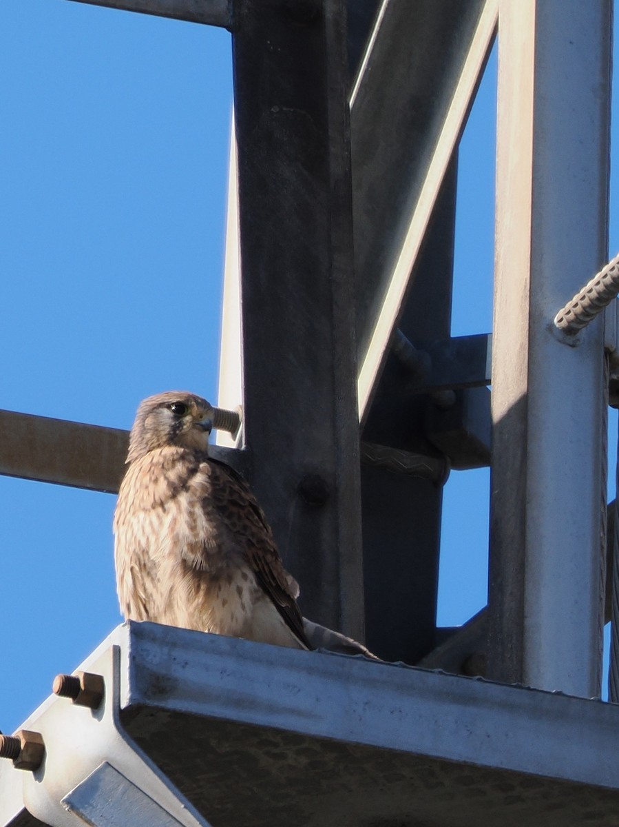 tårnfalk - ML646039143