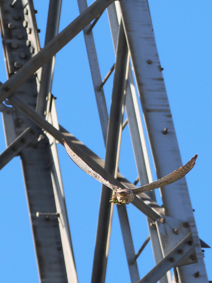 tårnfalk - ML646039145