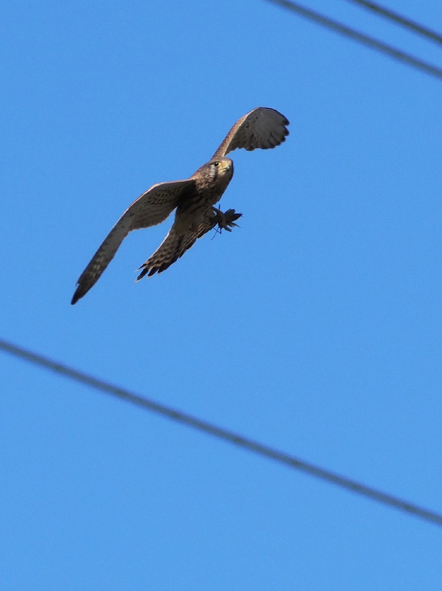 tårnfalk - ML646039146