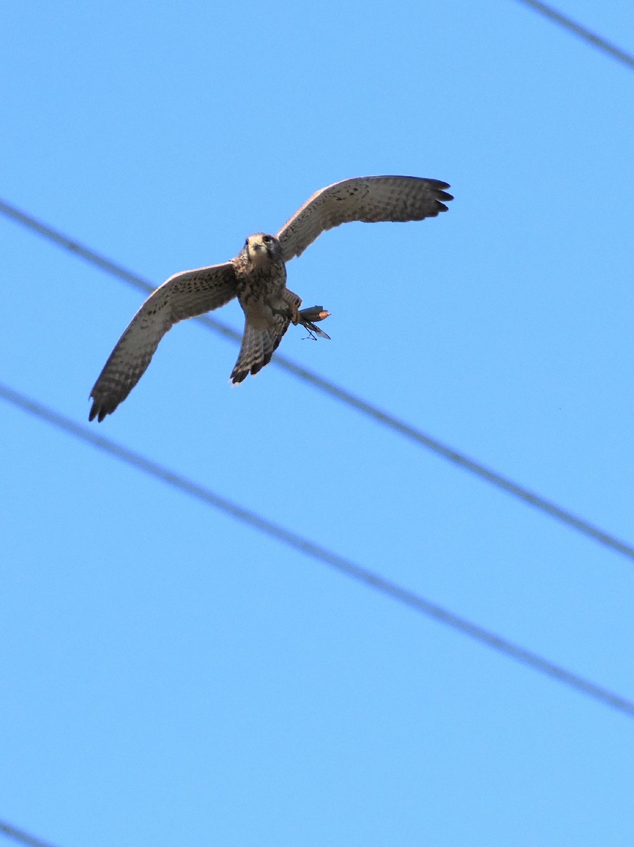 tårnfalk - ML646039148