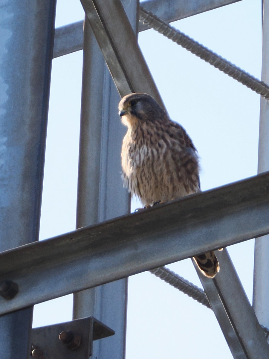 tårnfalk - ML646039149