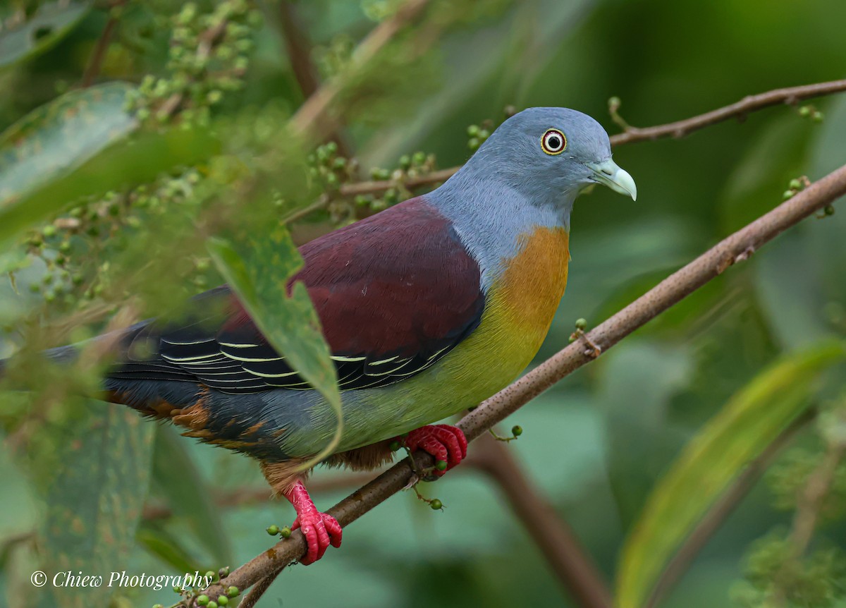 Little Green-Pigeon - ML646039153
