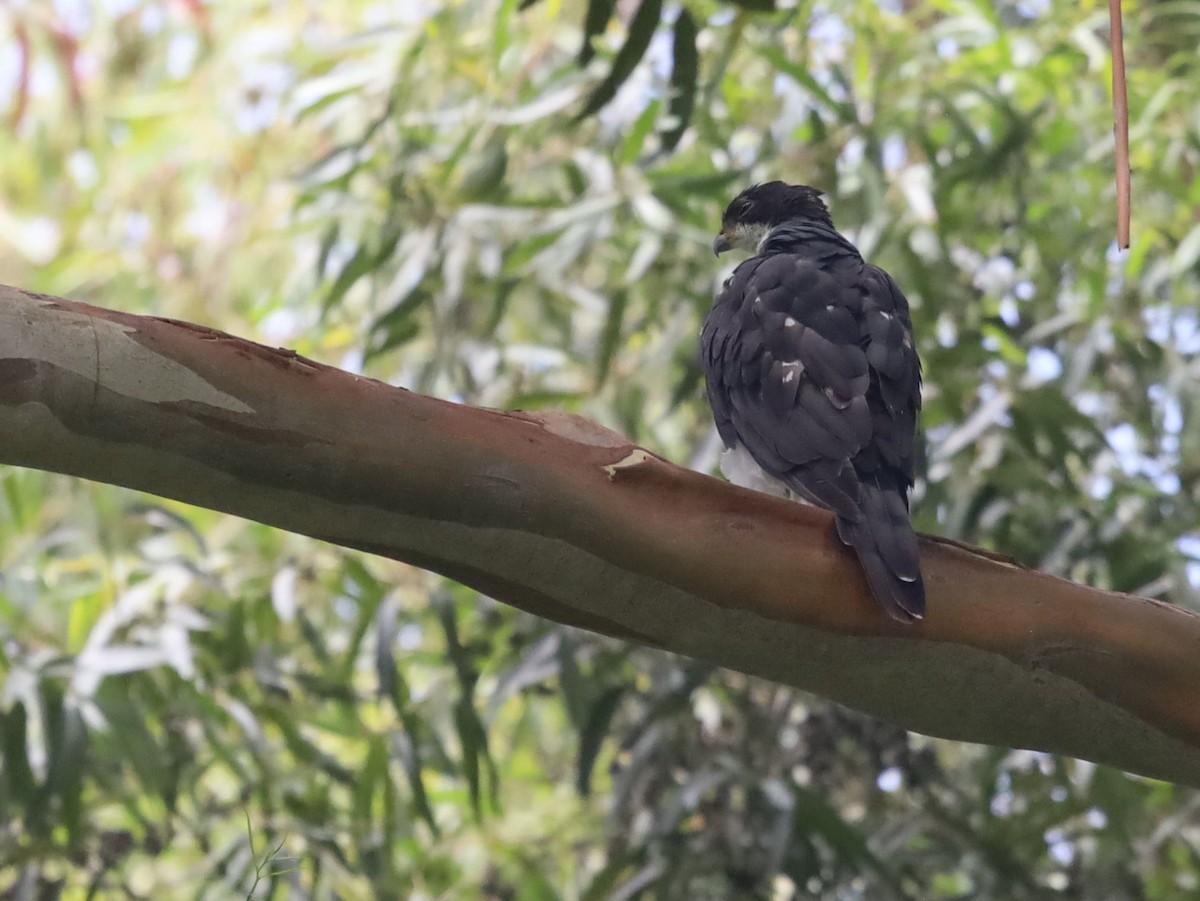 Black Goshawk - ML646039154