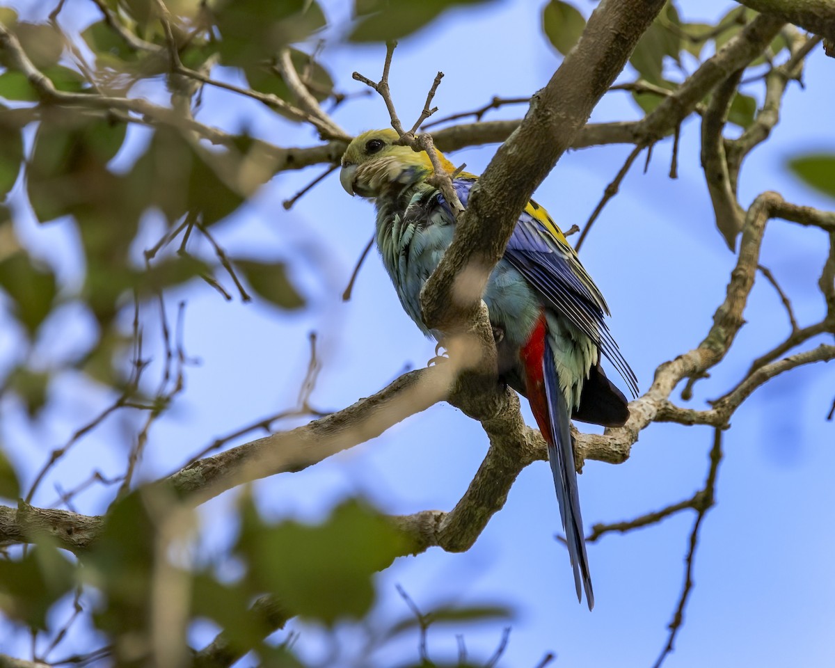 Pale-headed Rosella - ML646039155