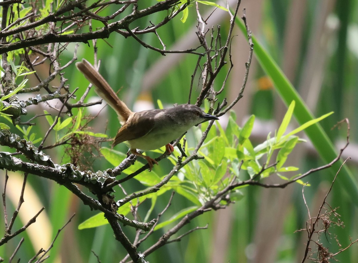 Tawny-flanked Prinia - ML646039157