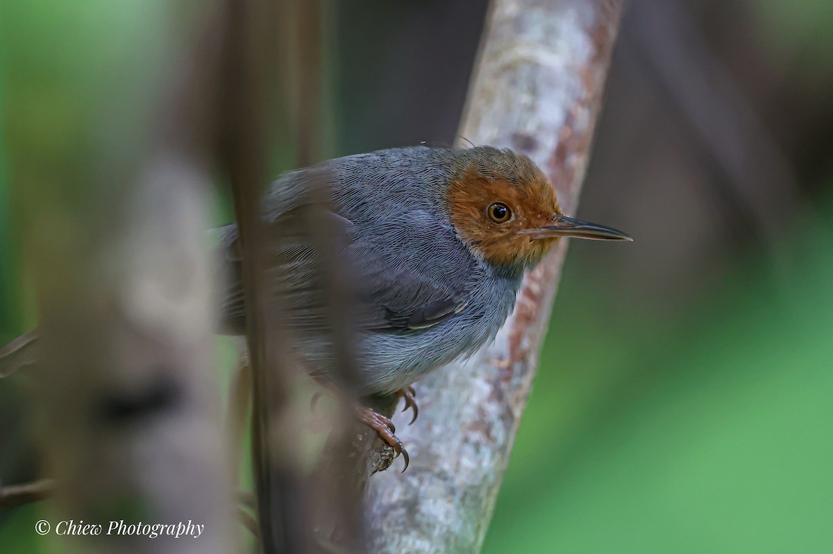 Ashy Tailorbird - ML646039158