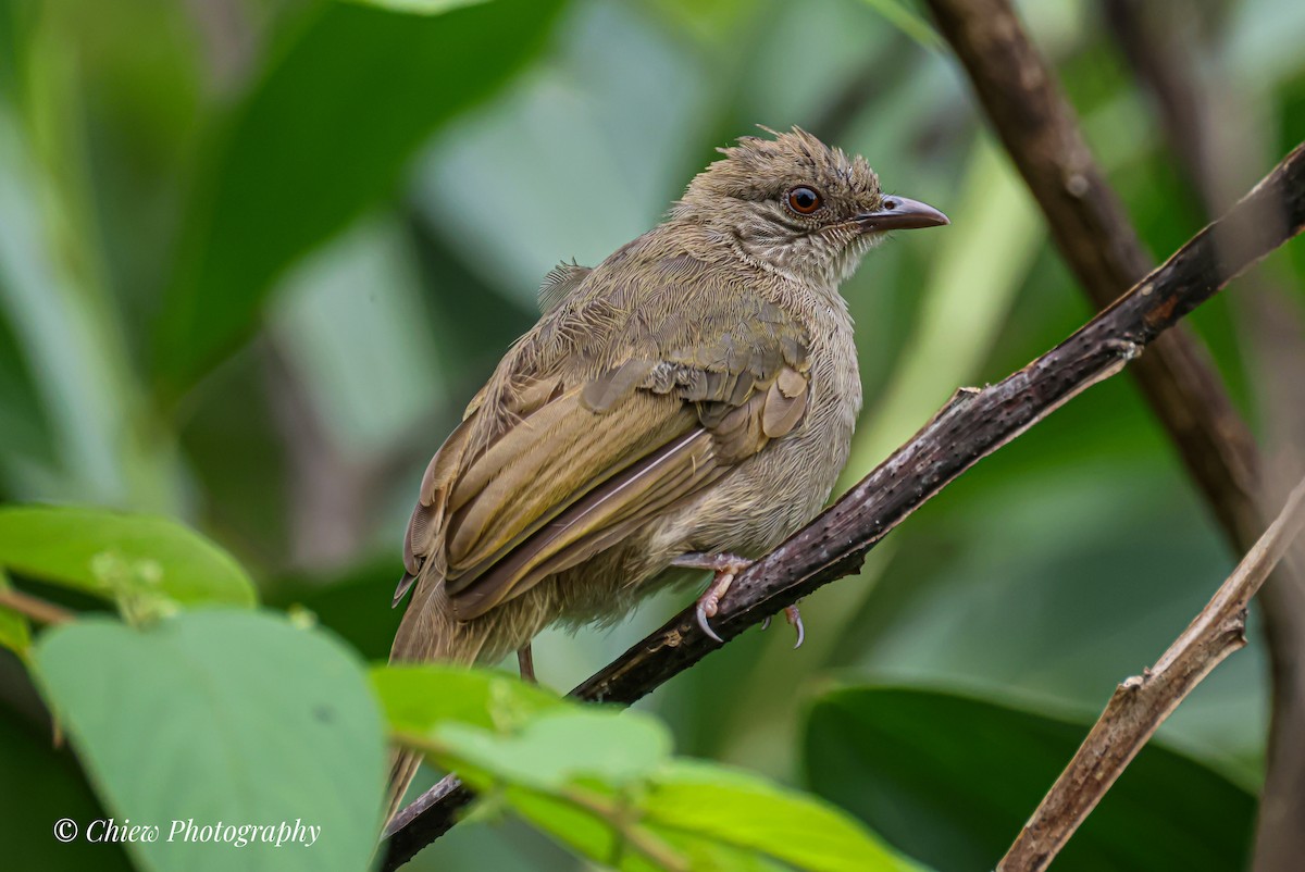 Olive-winged Bulbul - ML646039163