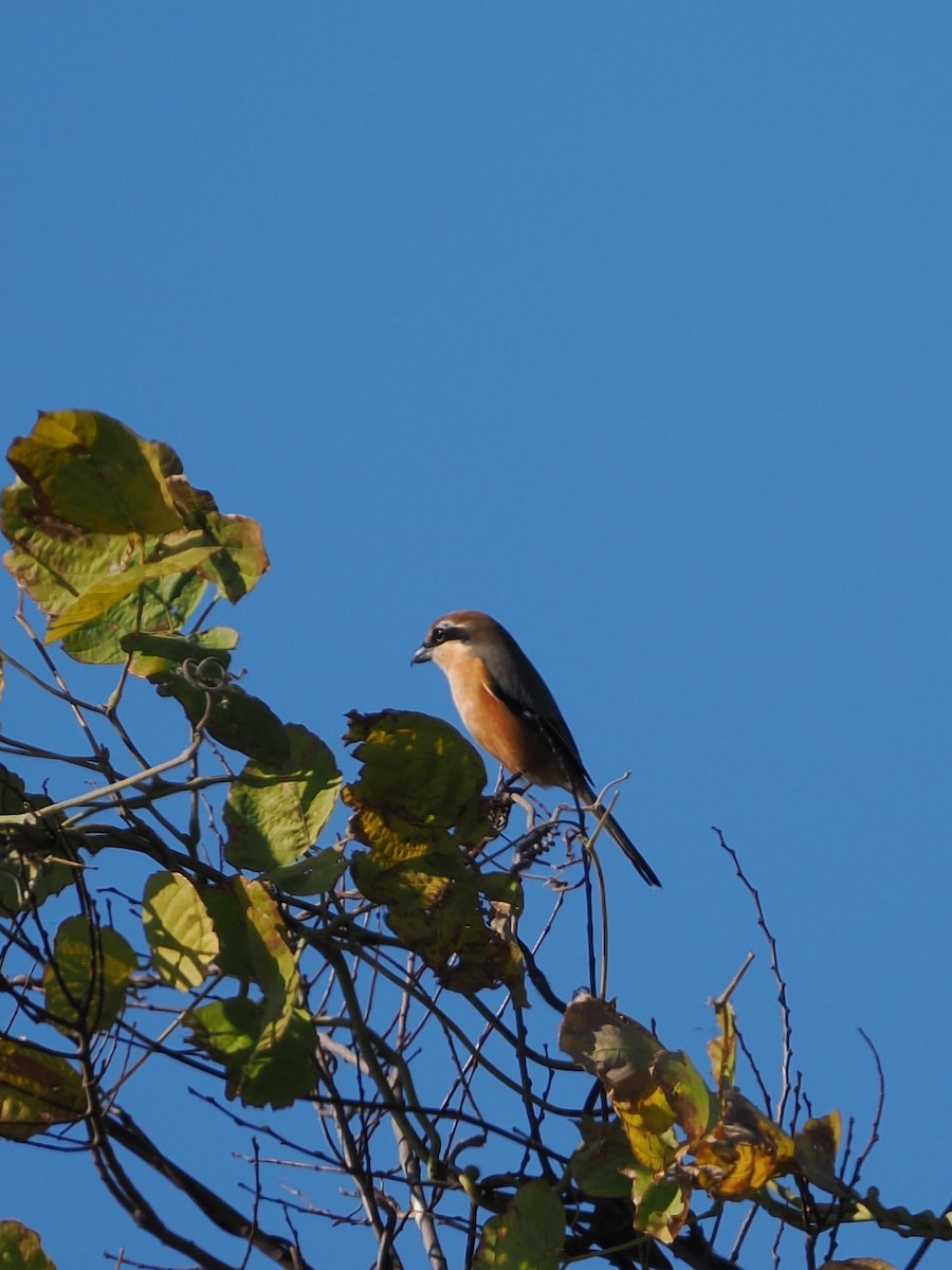 oksevarsler - ML646039164