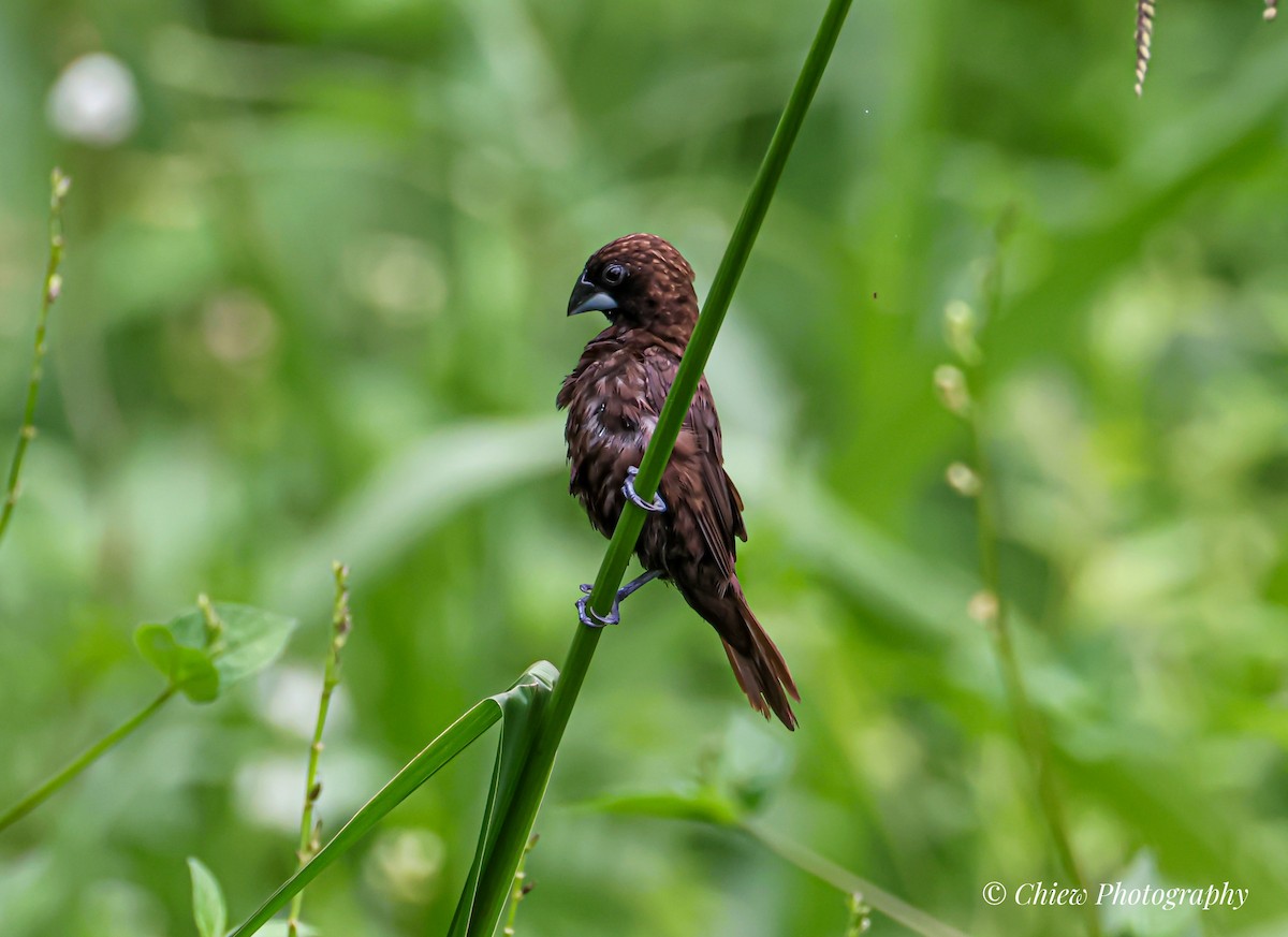 Dusky Munia - ML646039165