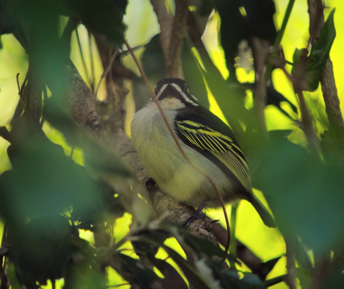Barbudito Culigualdo (Culigualdo) - ML646039167