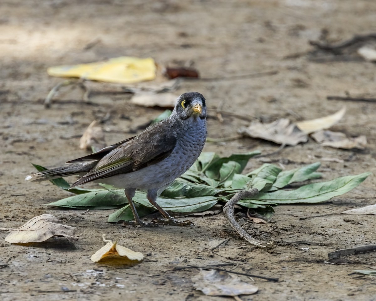 medosavka hlučná - ML646039169