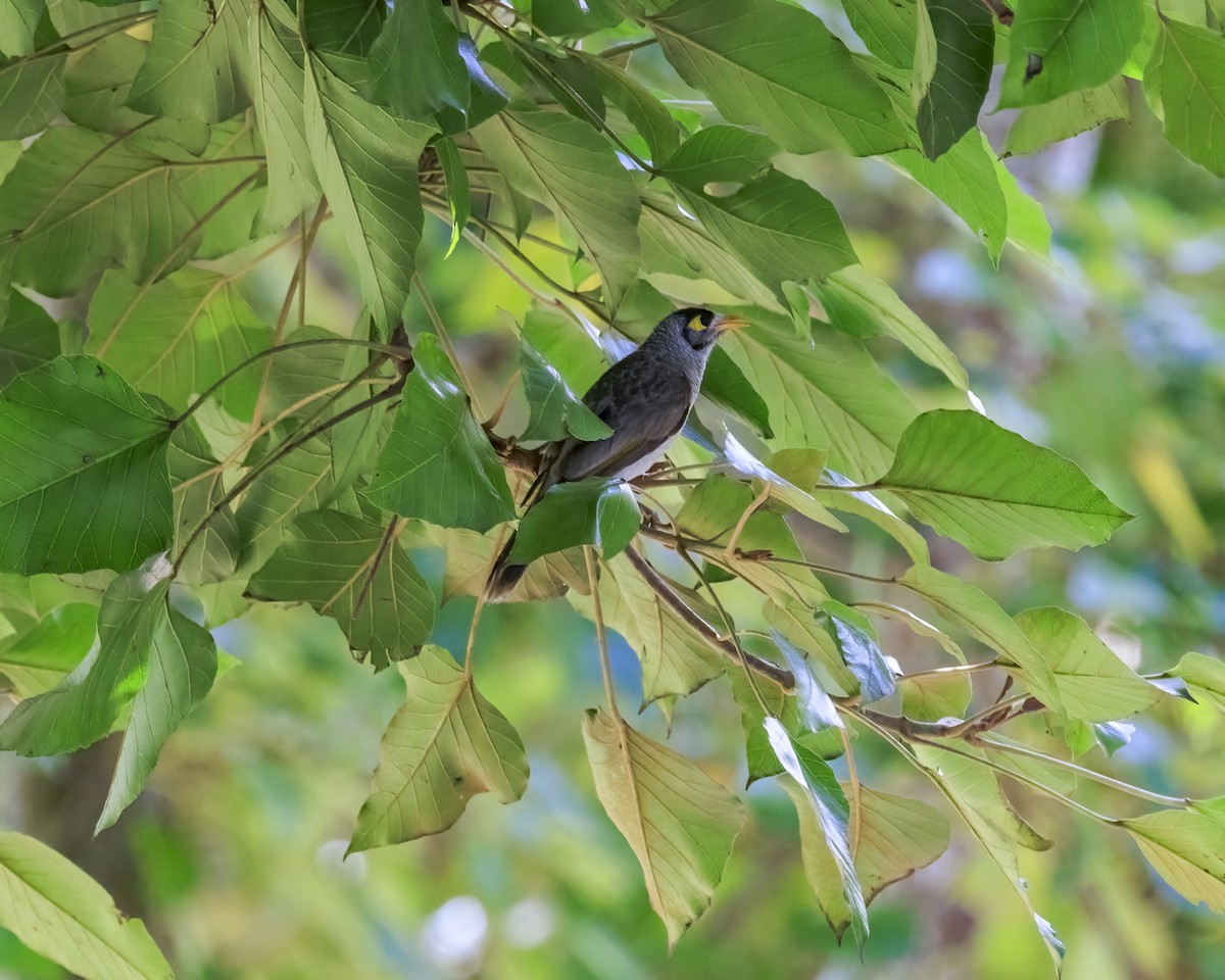 medosavka hlučná - ML646039170