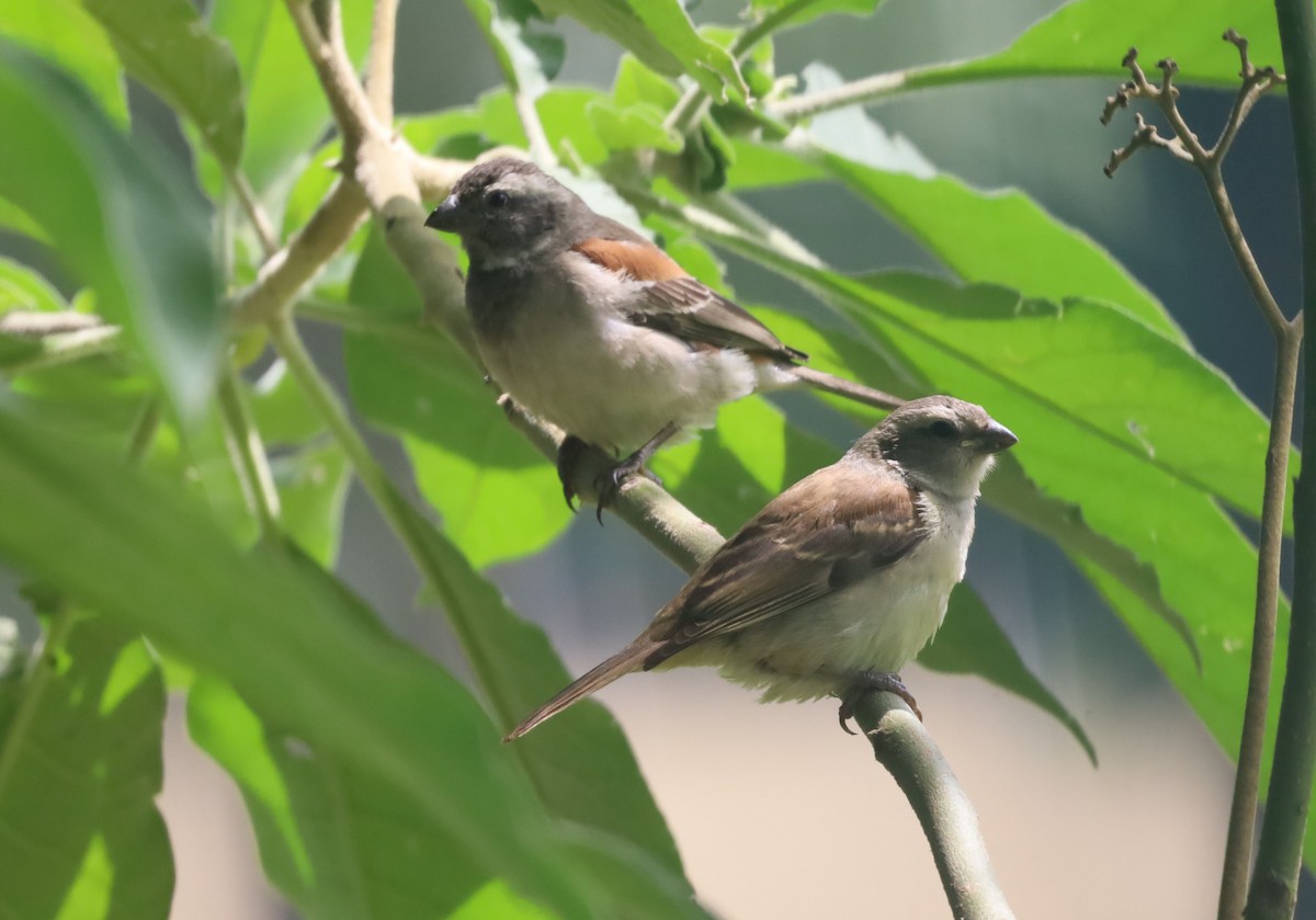 Cape Sparrow - ML646039171
