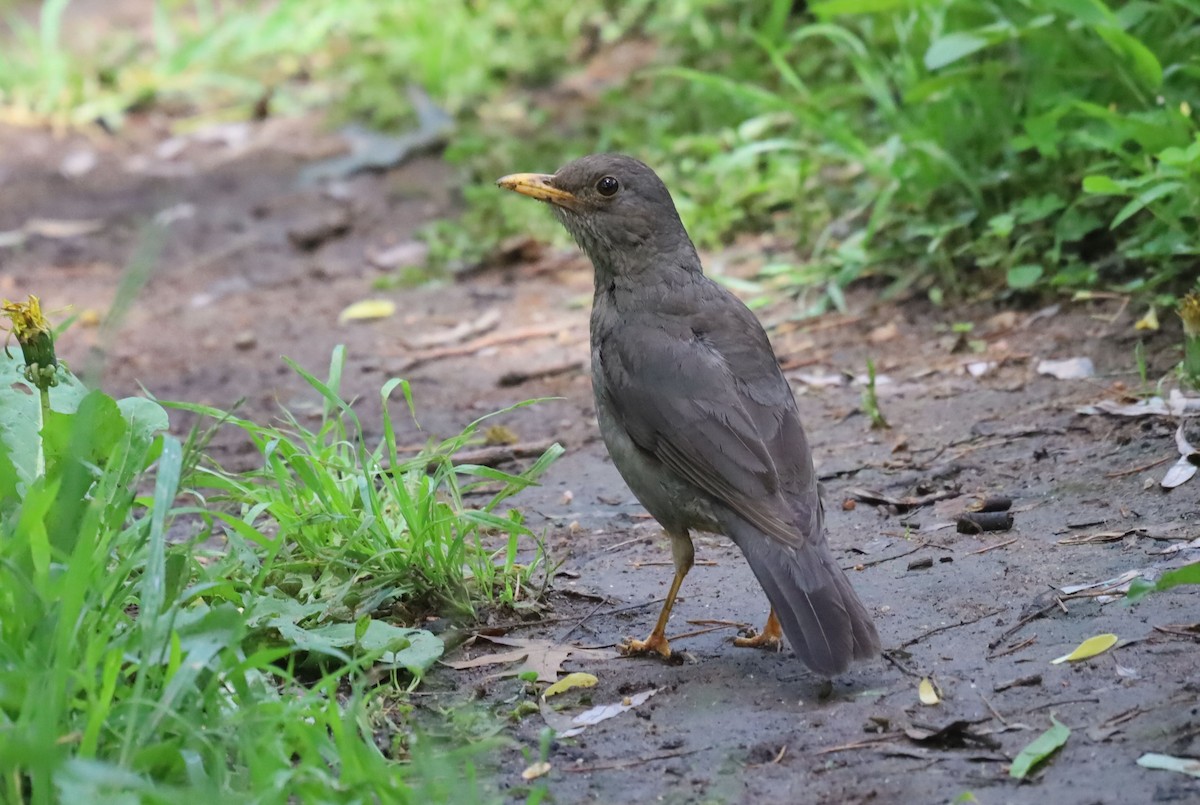 drozd jihoafrický - ML646039173