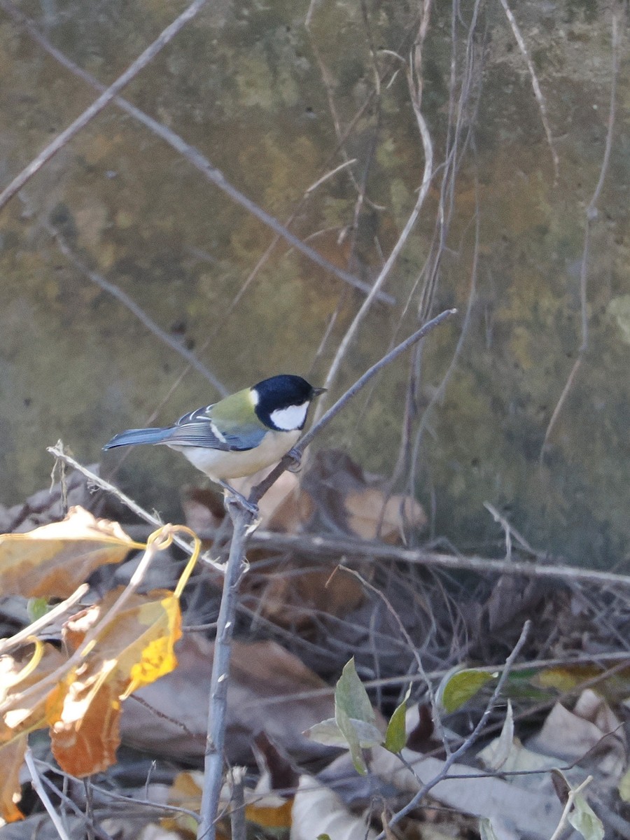 sýkora popelavá - ML646039175