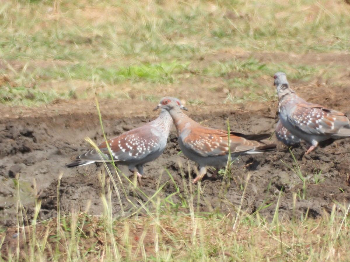 holub skvrnitý - ML646039178