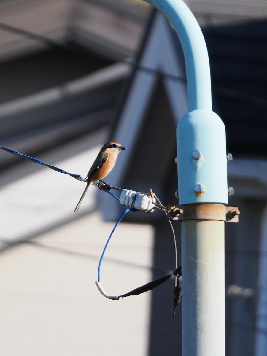 ťuhýk hlavatý - ML646039179