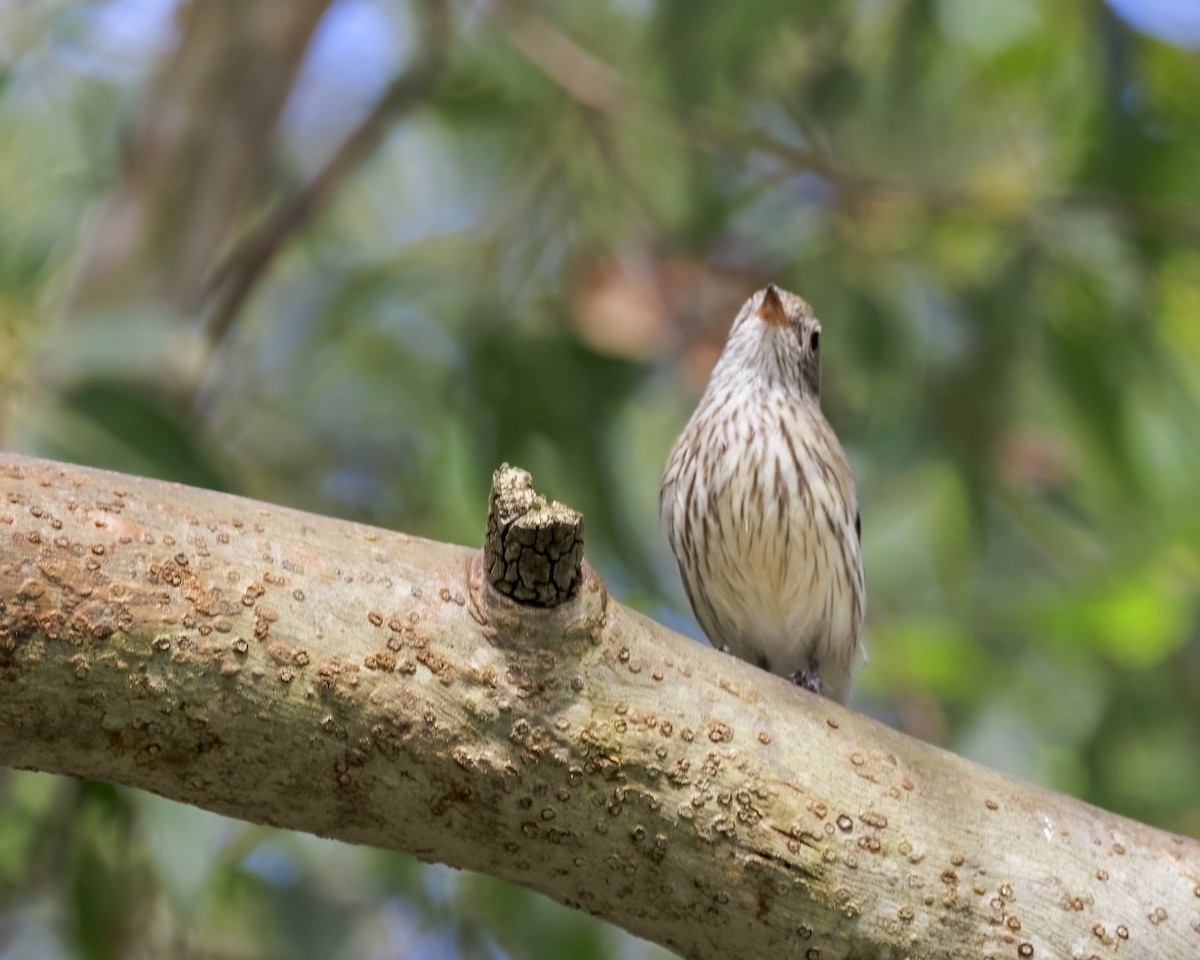 Rufous Whistler - ML646039182