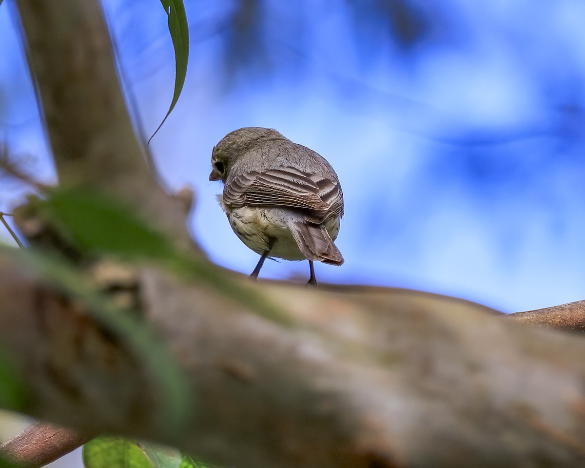 Rufous Whistler - ML646039183