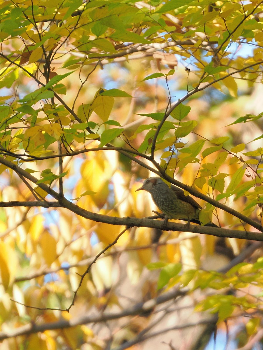 Brown-eared Bulbul - ML646039185