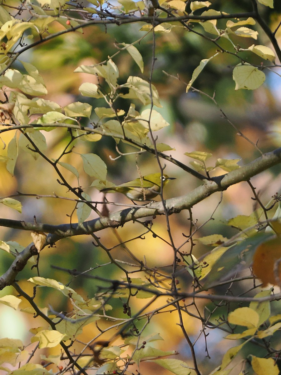 Warbling White-eye - ML646039188