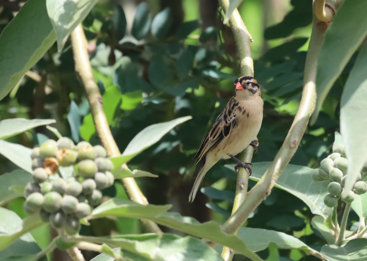 vdovka černobílá - ML646039189