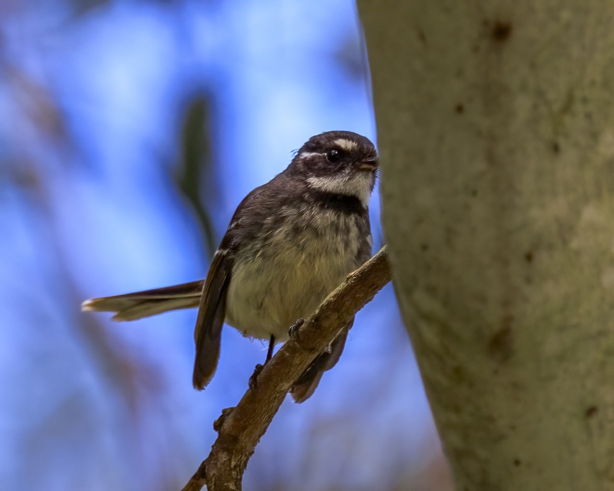 Gray Fantail - ML646039190