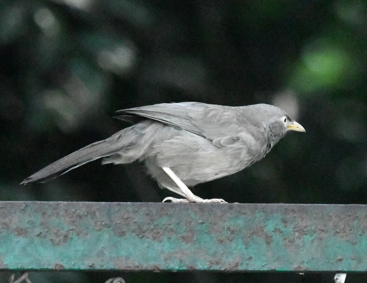 Jungle Babbler - ML646039192