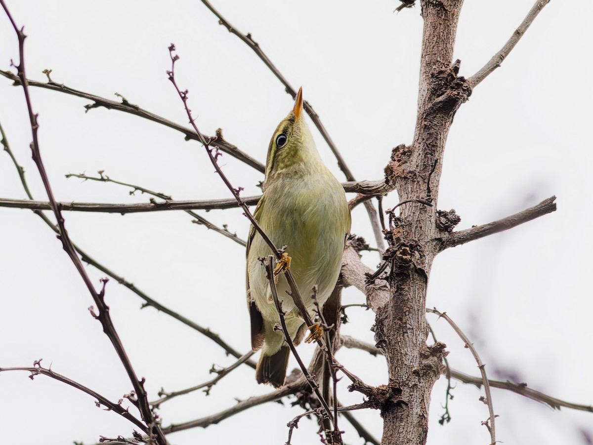 budníček severní - ML646039193