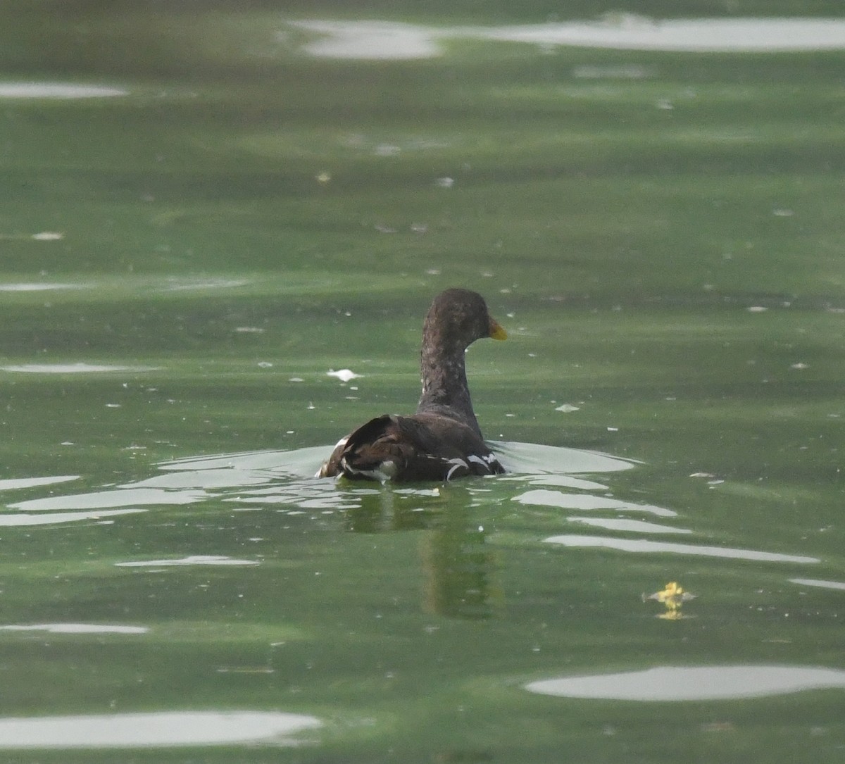 slípka zelenonohá - ML646039194