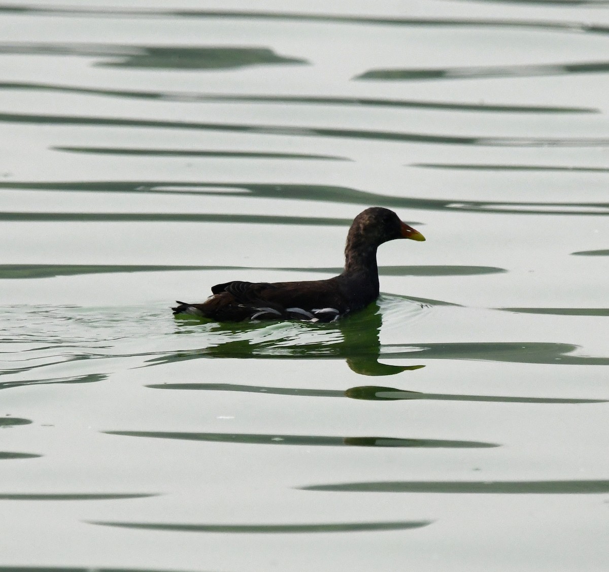 slípka zelenonohá - ML646039195